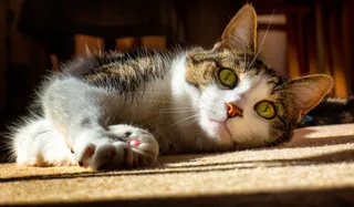 他们的耳朵，胡须和鼻子