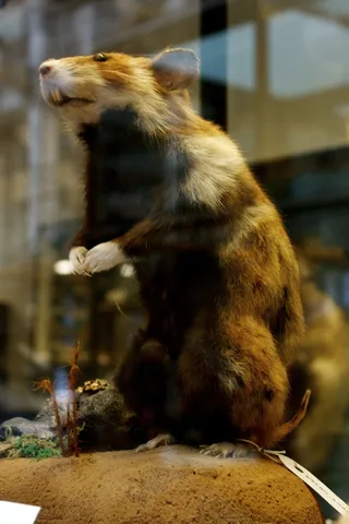 普通的欧洲仓鼠