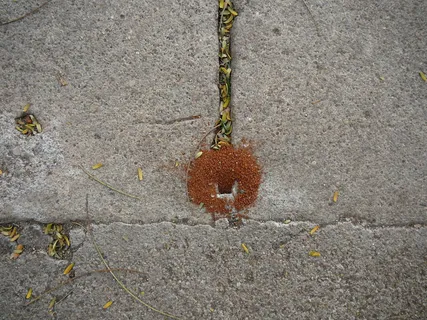 福米盖罗 福米盖罗