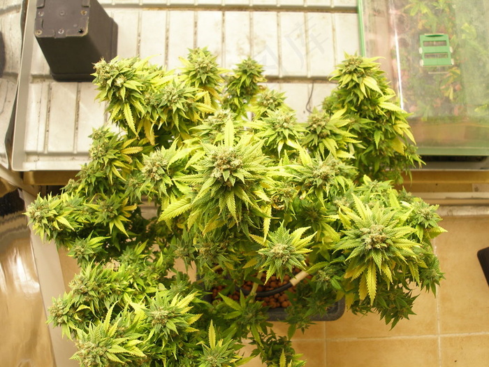 Gbolt enhidropónico