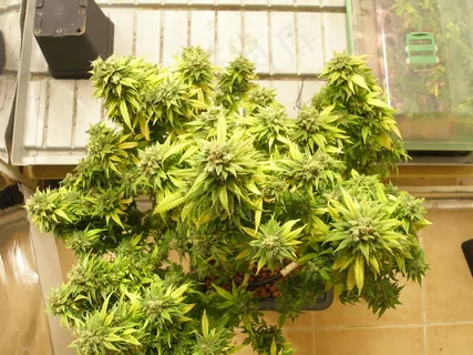 Gbolt enhidropónico Gbolt enhidropónico