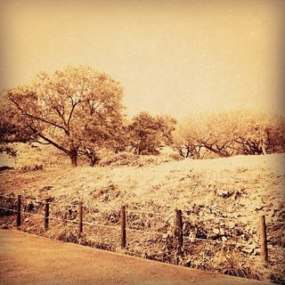 油画,天空,绘画,钢笔画,麦田,田园风景农村#iphoneography #iphonesia #love_sepia