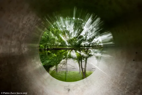 ,盆栽植物,雨景,树,薄公英,虫洞 ,盆栽植物,雨景,树,薄公英,虫洞