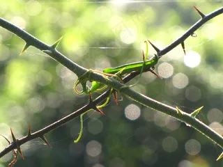 螳螂,竹节虫,蝗虫,刀螂,蝈蝈,死亡陷阱