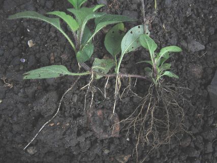 自愈（夏枯草）表现出sto茎和不定根