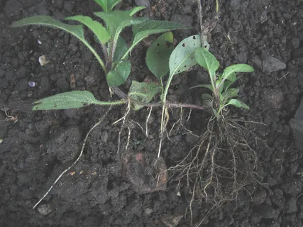 自愈（夏枯草）表现出sto茎和不定根