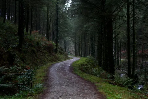 卡丁纳姆·伍兹