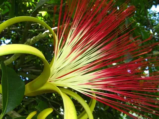 Munguba（Pachira aquatica）花。塞雷特圣保罗。巴西本土树