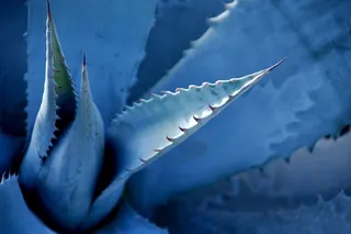 龙舌兰酒的前身