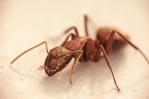 节肢动物,虫子,猛蚁,蚂蚁,微距蚂蚁,蚂蚁 节肢动物,虫子,猛蚁,蚂蚁,微距蚂蚁,蚂蚁