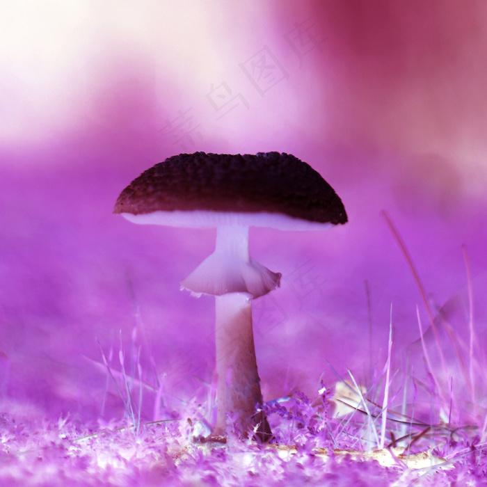 魔术蘑菇
