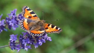玳瑁蝴蝶,花卉,鱼类,卡通动漫人物,屏幕截图,蝴蝶