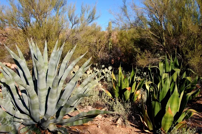 龙舌兰,中药药材-木立芦荟,树,舌兰,狭叶龙舌兰,龙舌兰在亚利桑那州图森Tohono Chul公园