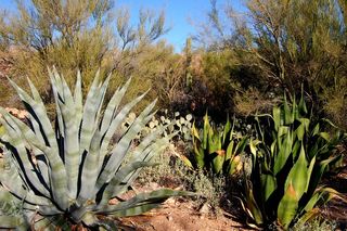 龙舌兰,中药药材-木立芦荟,树,舌兰,狭叶龙舌兰,龙舌兰在亚利桑那州图森Tohono Chul公园
