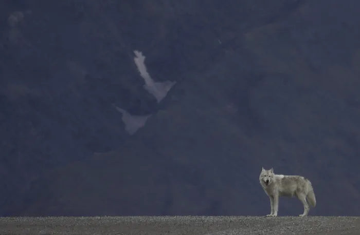 灰太狼（犬狼疮）