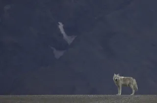 灰太狼（犬狼疮）