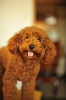 狗,玩具,迷你贵宾犬,泰迪犬,巨型贵妇犬,玩具贵宾犬巧克力