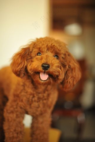 狗,玩具,迷你贵宾犬,泰迪犬,巨型贵妇犬,玩具贵宾犬巧克力