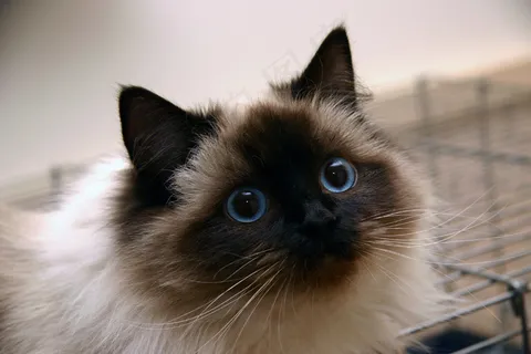 豚鼠笼中的Ronja 豚鼠笼中的Ronja