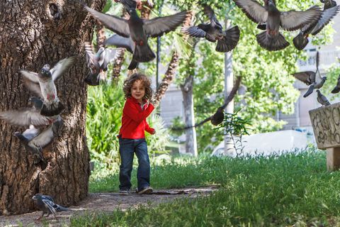 Spaventapiccione-Scarepigeon