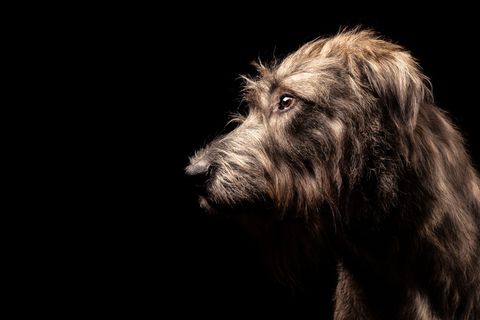 头发,西藏梗,爱尔兰猎狼犬,布鲁塞尔格里芬犬,刚毛指示格里芬犬,狗的恩妮