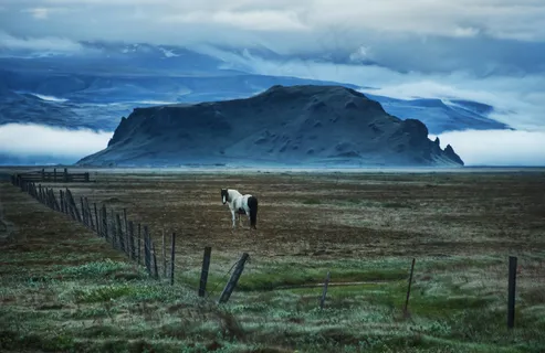 马在风景 马在风景