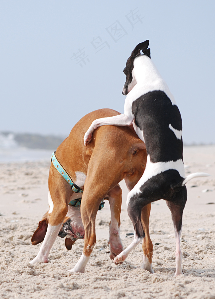 美女,女孩,屏幕截图,斯塔福斗牛梗,卡通动漫人物,而你在做什么？