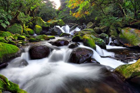 以自然之名森林之歌