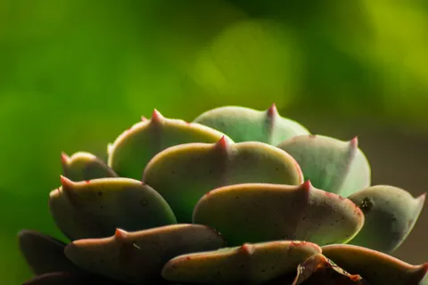 玉蝶,石莲花,宝石花,花月夜,静夜,仙人掌