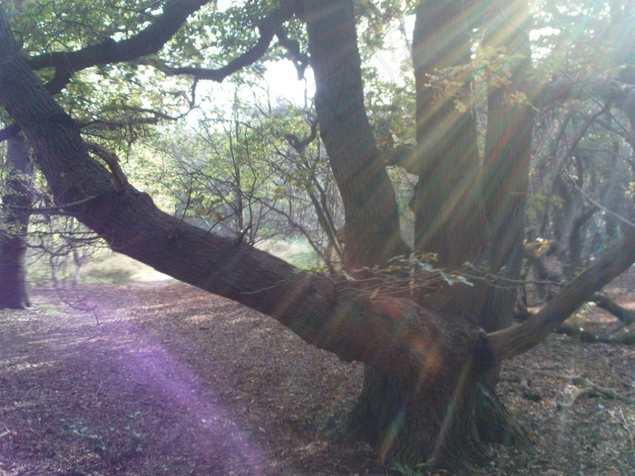 风信子（1）