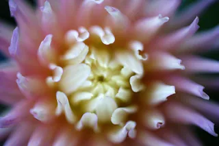 植物,花卉,海葵,菊花,大理花,丝带花瓣