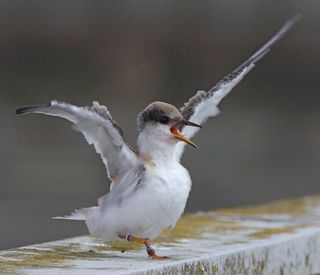 燕鸥,须浮鸥,海鸥,剪嘴鸥,红嘴鸥,最小燕鸥-受到墨西哥湾漏油影响的众多鸟类之一