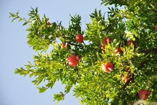 石榴是亚美尼亚的象征之一，代表着生育力和丰富度。