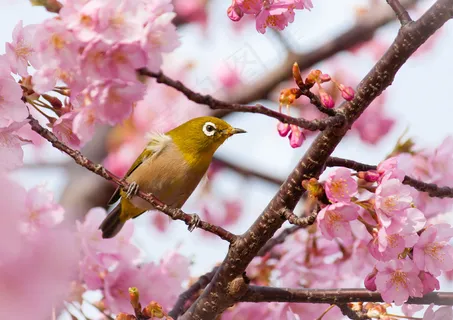 绣眼鸟,绣眼,山樱花,灰胸绣眼鸟,花卉,开花爱鸟