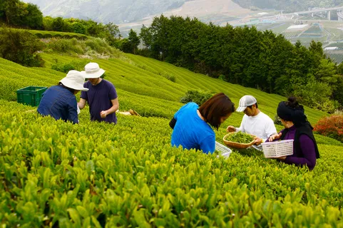 薰衣草,早籼稻,茶场,鹿野高台观光茶园,油菜花,日本绿茶茶 薰衣草,早籼稻,茶场,鹿野高台观光茶园,油菜花,日本绿茶茶