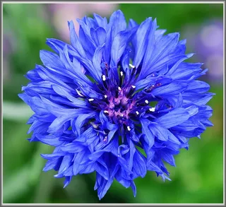 欧亚矢车菊,矢车菊,麦秆菊,花卉,红花石斛,柔滑的蓝色矢车菊