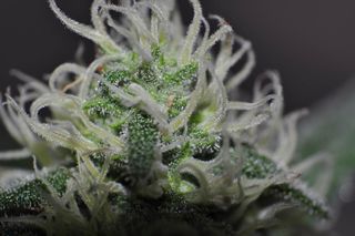 盆栽植物,多肉植物,仙人球,空气凤梨,花卉,宏2