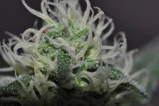 盆栽植物,多肉植物,仙人球,空气凤梨,花卉,宏2