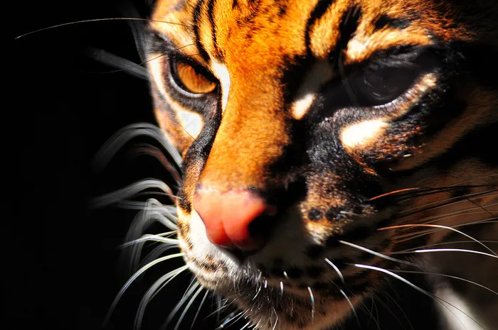 老虎,苏门答腊虎,孟加拉虎,西伯利亚虎,华南虎,小猫咪