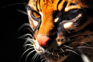 老虎,苏门答腊虎,孟加拉虎,西伯利亚虎,华南虎,小猫咪