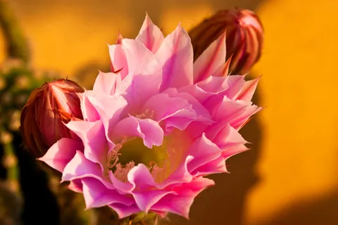 令箭,昙花,令箭荷花,仙人花,花卉,仙人掌花 令箭,昙花,令箭荷花,仙人花,花卉,仙人掌花