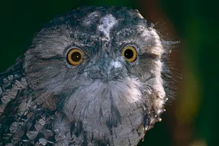 黄褐色的蛙嘴（Podargus strigoides）