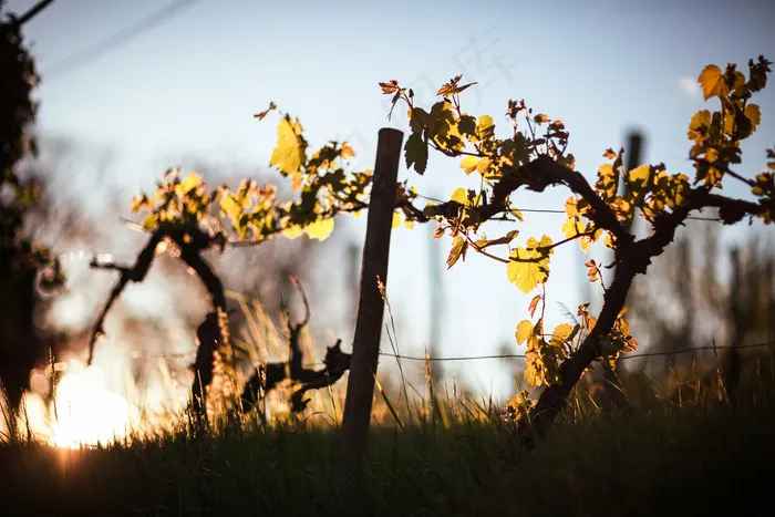 树,黄梅花,花卉,吸顶灯,酒叶