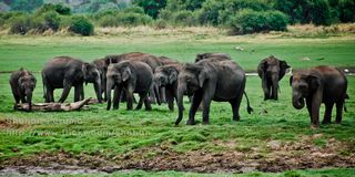 非洲象,大象,亚洲象,非洲森林象,水牛,斯里兰卡大象