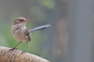 锦绣仙女W，雌性（Malurus splendens）