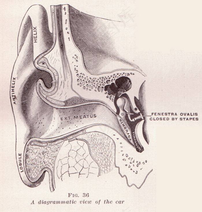 耳朵的图解视图