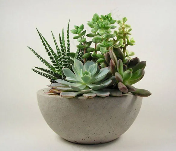 多肉植物,锯叶石莲,小盆栽,肉质植物,盆栽植物,混凝土碗发现
