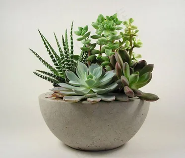 多肉植物,锯叶石莲,小盆栽,肉质植物,盆栽植物,混凝土碗发现 多肉植物,锯叶石莲,小盆栽,肉质植物,盆栽植物,混凝土碗发现