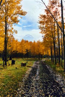 树,枫树,油画,白桦树,银杏,秋天的颜色
