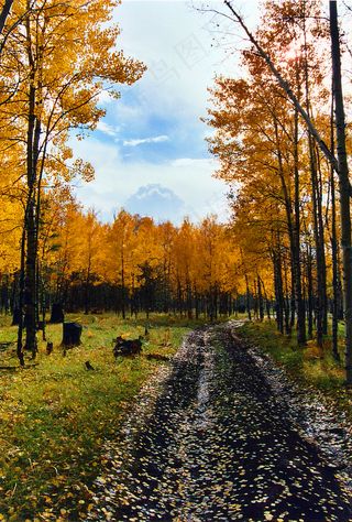 树,枫树,油画,白桦树,银杏,秋天的颜色